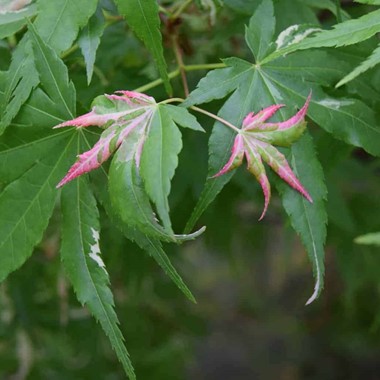 Acer palmatum 'Oridono-nishiki' (Regular 65 litre 150-175 cm Specimen)